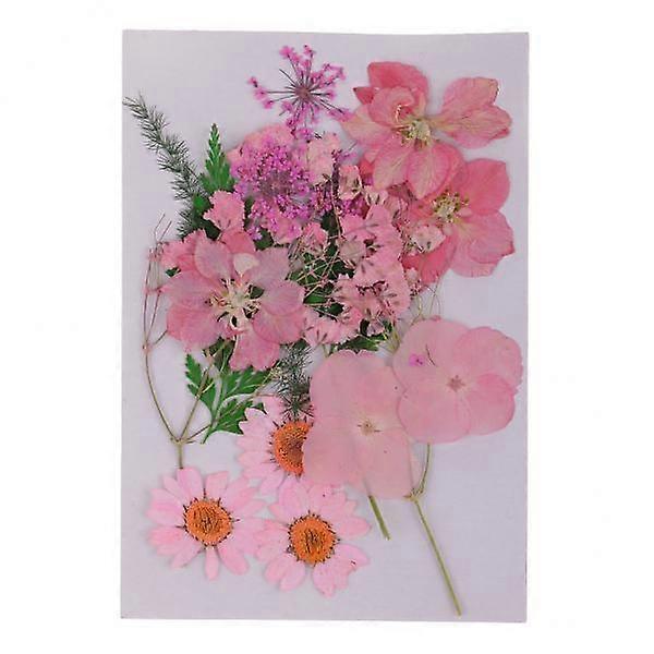 3x פרחים מיובשים פרחים מיובשים אמיתיים יפים עבור מלאכת יד