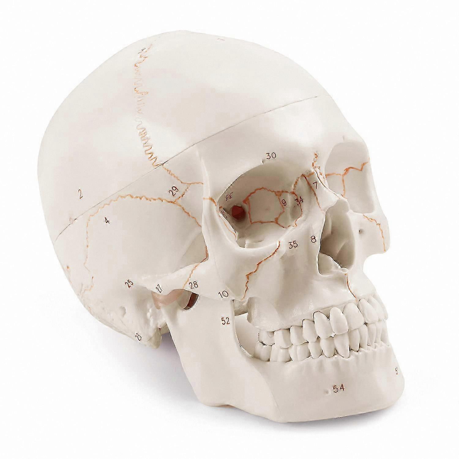 Realistic Human Skull Replica - 3-Part Design, Numbered for Educational Use