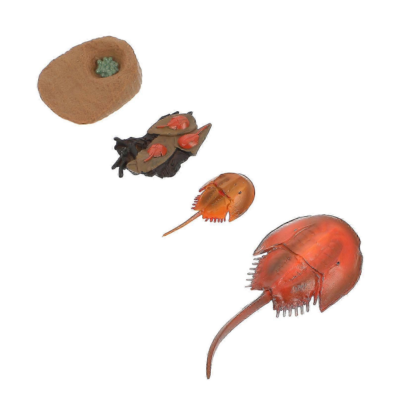 Life Cycle Toy Simulation Ocean Creature Model for Kids 1Set