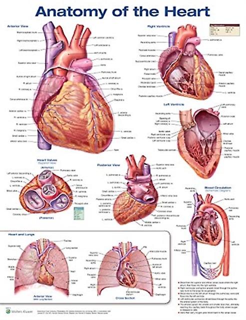 Anatomy Of The Heart Anatomical Chart by Anatomical Chart Company Wallchart Book
