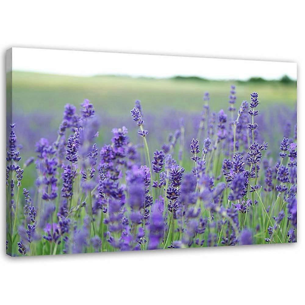 Lienzo, Campos de lavanda - 90x60