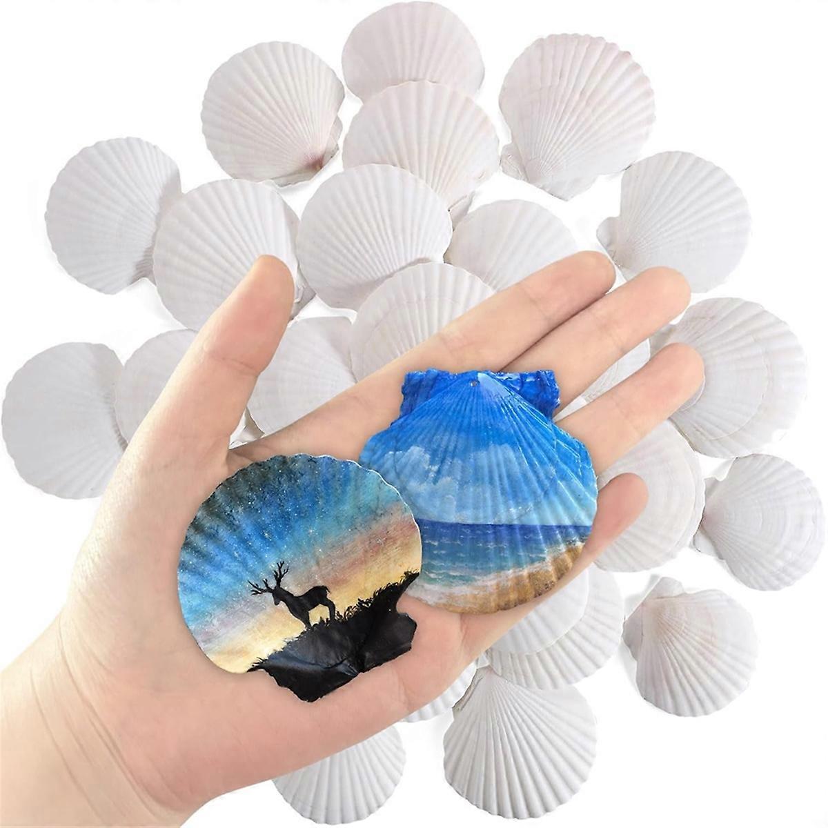 30 Pcs Natural Scallop Shells 2-3 Inch White Seashells for Crafts DIY