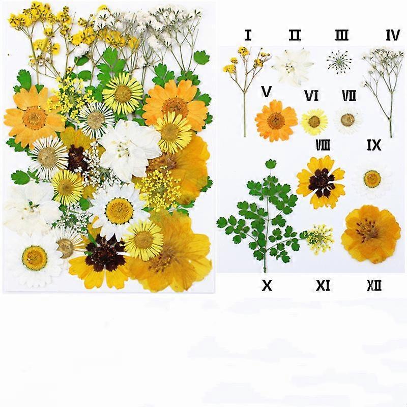 Dry flower embossing combination package Pressed Flower material package Real flower embossing real leaf specimen paintingused to describe the beautif