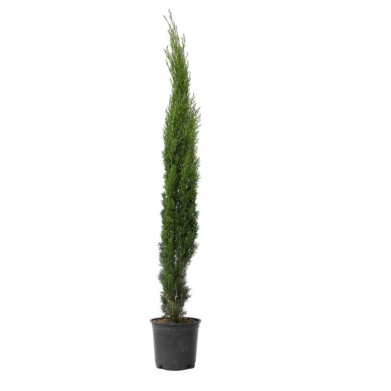 Plant in a Box Cipresso italiano - Cupressus sempervirens - Altezza 70-80cm - ⌀19cm Verde H70cm x W19.00cm