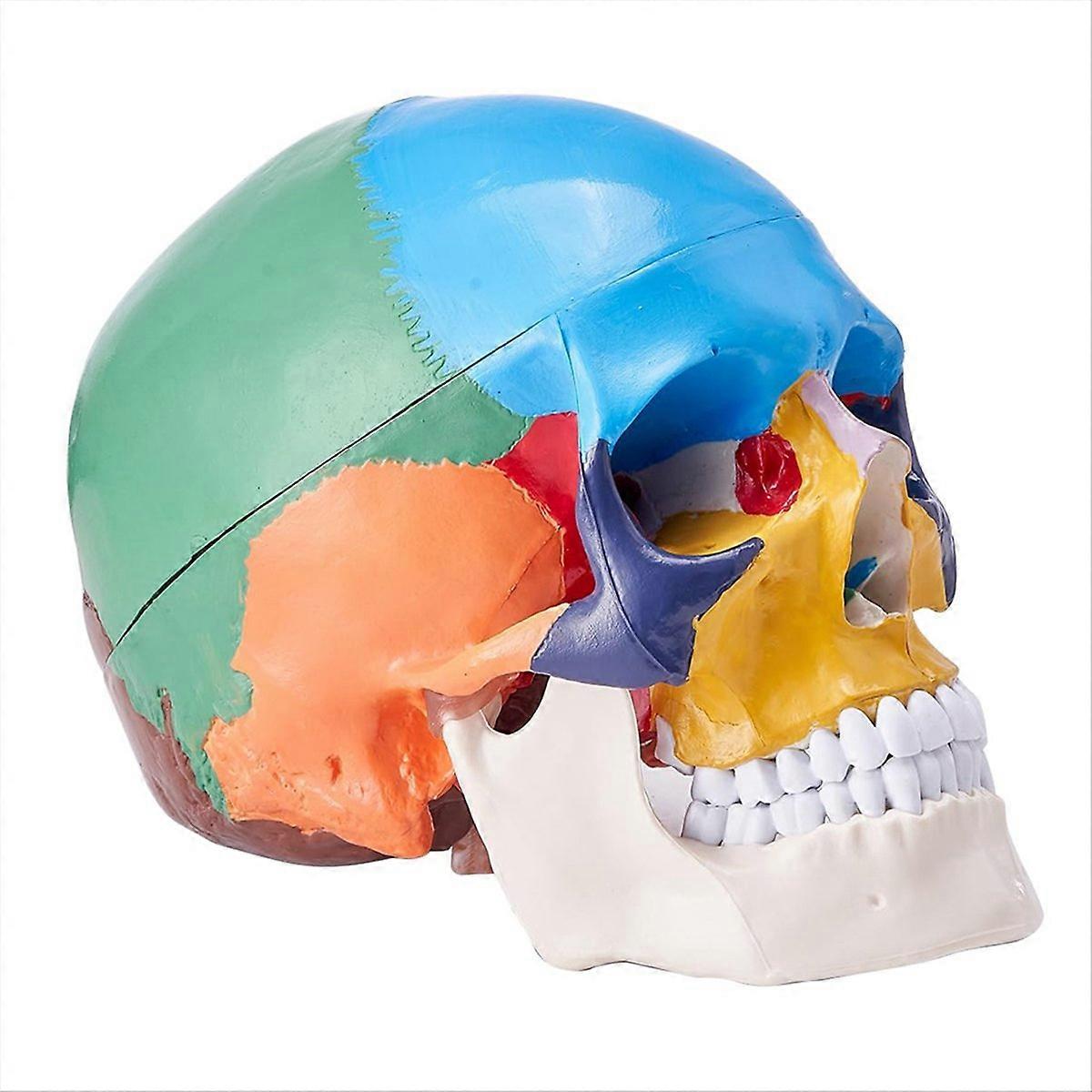 Human Skull Model, Life-Size Painted Anatomy Skull Model, B