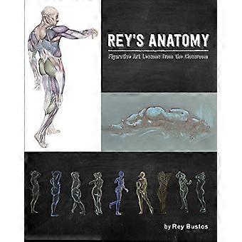 Reyn anatomia