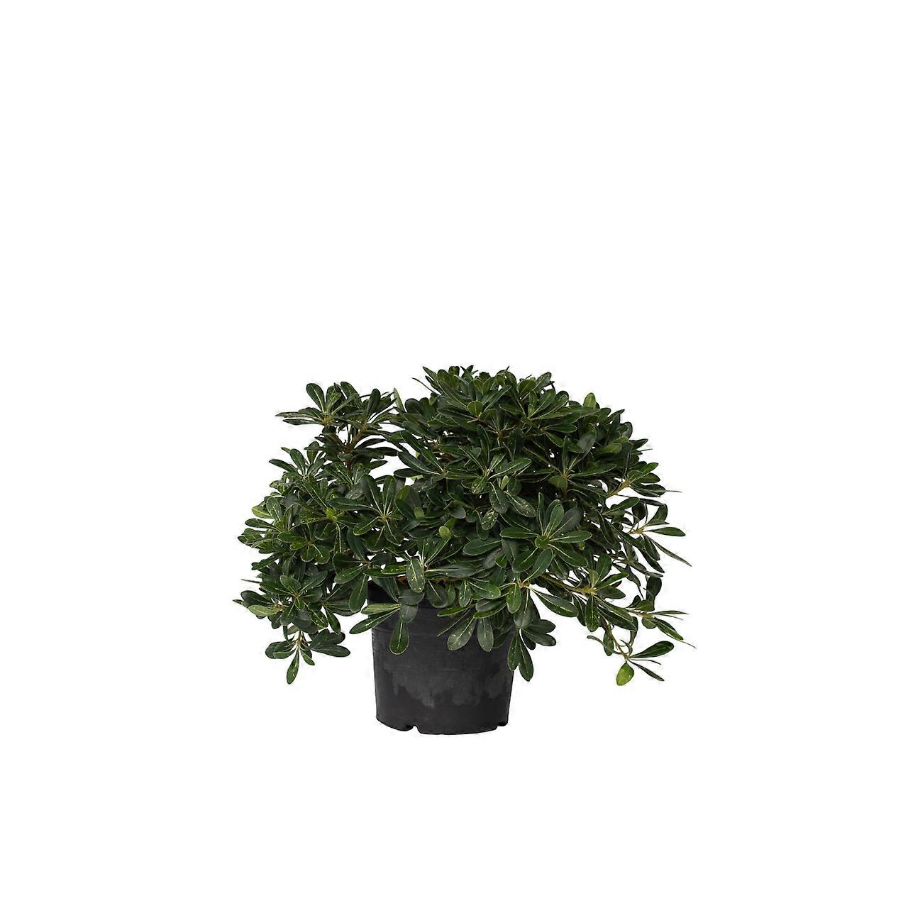 Dwarf Japanese Mock Orange - Pittosporum tobira nanum - Height 30-40cm - ⌀19cm