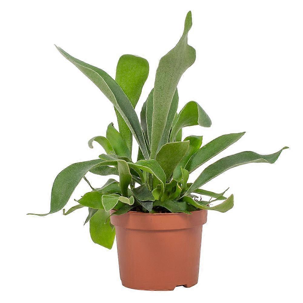 Platycerium Netherlands - 23cm - Ø12cm