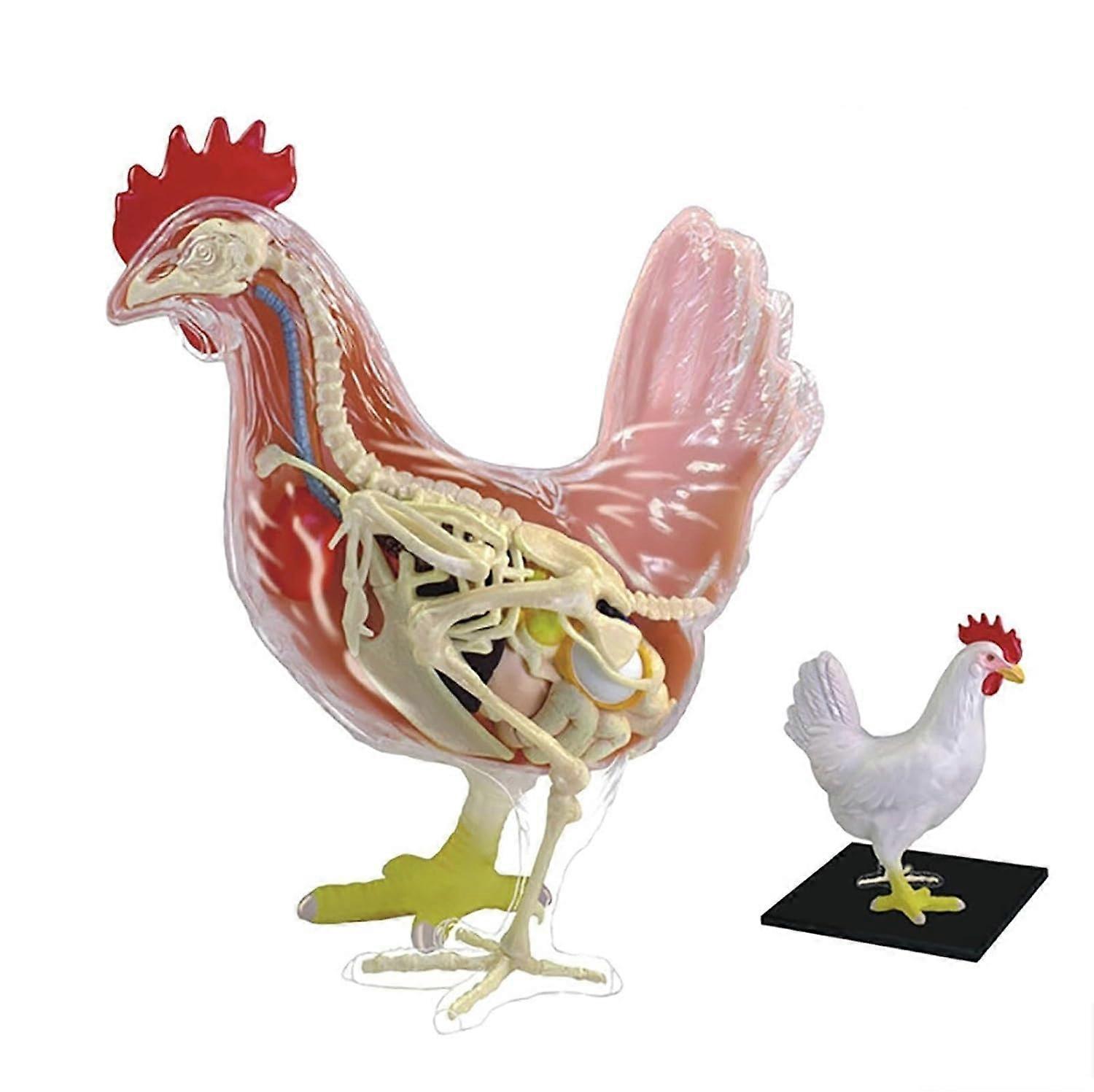 4D Chicken Anatomy Teaching Model - 32 Detachable Parts, Educational Skeleton Assembly Model for Science Class