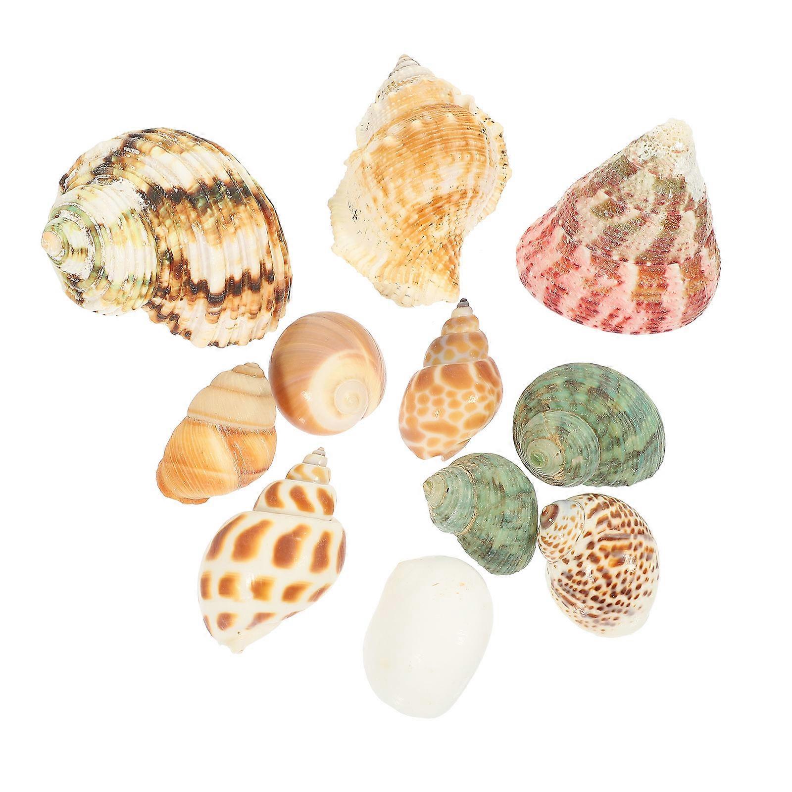 Natural Conch Shell Aquarium Decor for Fish Tank Landscaping – Safe, Vibrant Design for Crab Shell Replacement