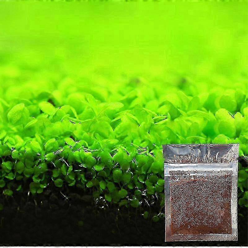易于种植的水族装饰品鱼缸景观装饰植物种子