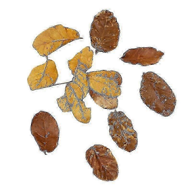 10pack Dry Leaves f74