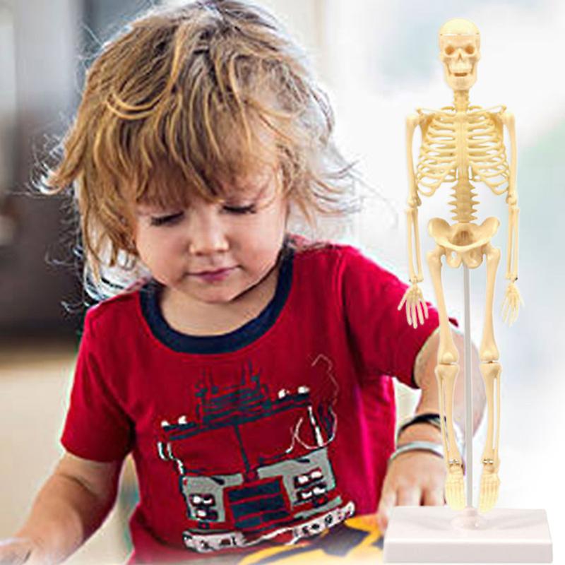 Skeleton Model Practical Ability Smooth Plastic Biological Science ...