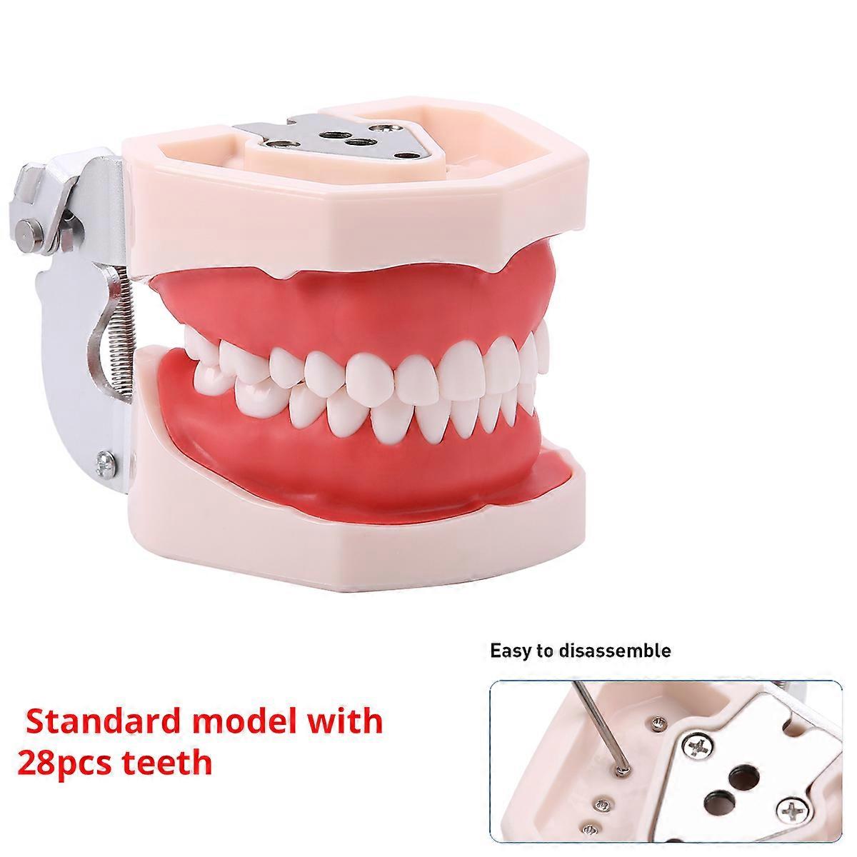 HaKeLai Dental Study Teaching Model Standard Removable Teeth Dentistry Equipment