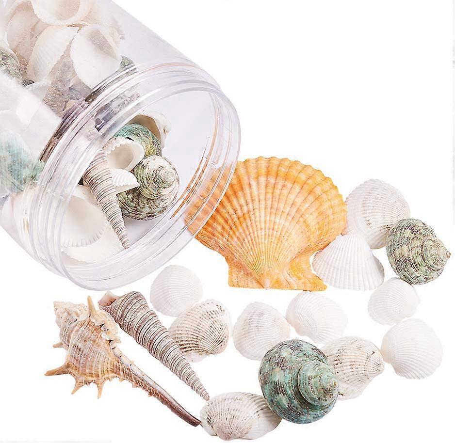 Sea Shell Beads Undrilled/No Hole Beads Mixed Shape Mixed Color 20~73x14~60x10~31mm