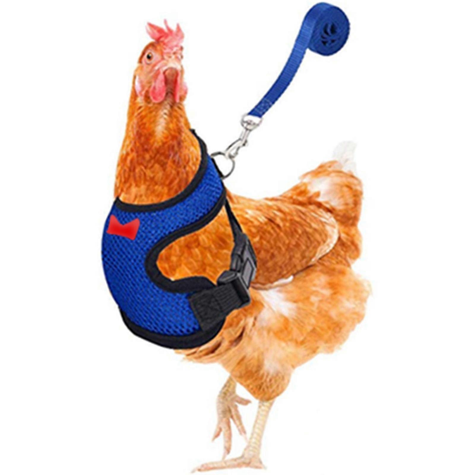 Chicken Leash Pet Chicken Leash Pet Leash