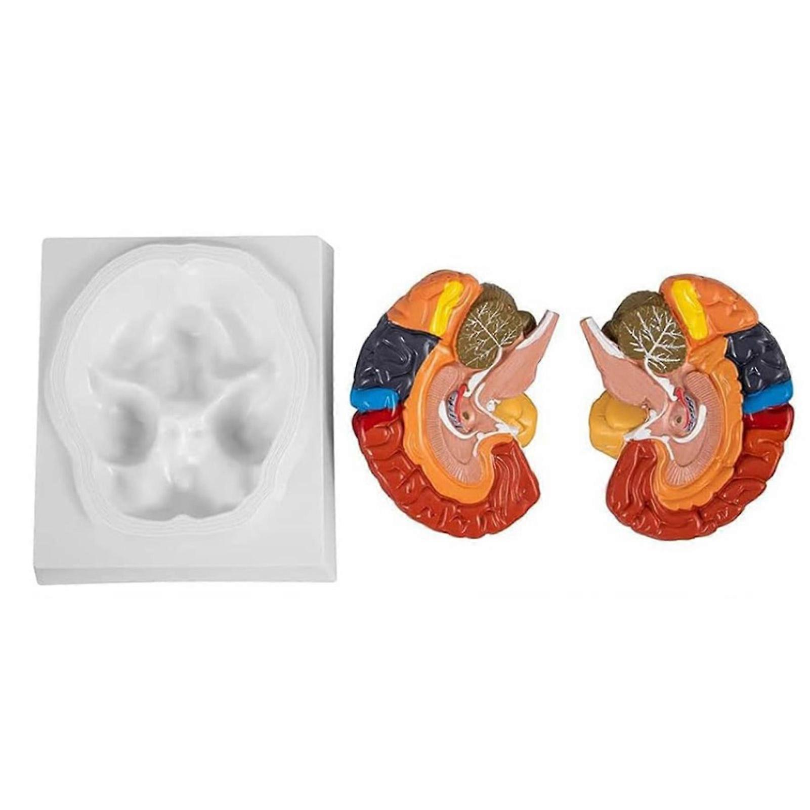 2Pcs 2X Human Brain Model Colored Disassembled Educational Human Brain Anatomical Model