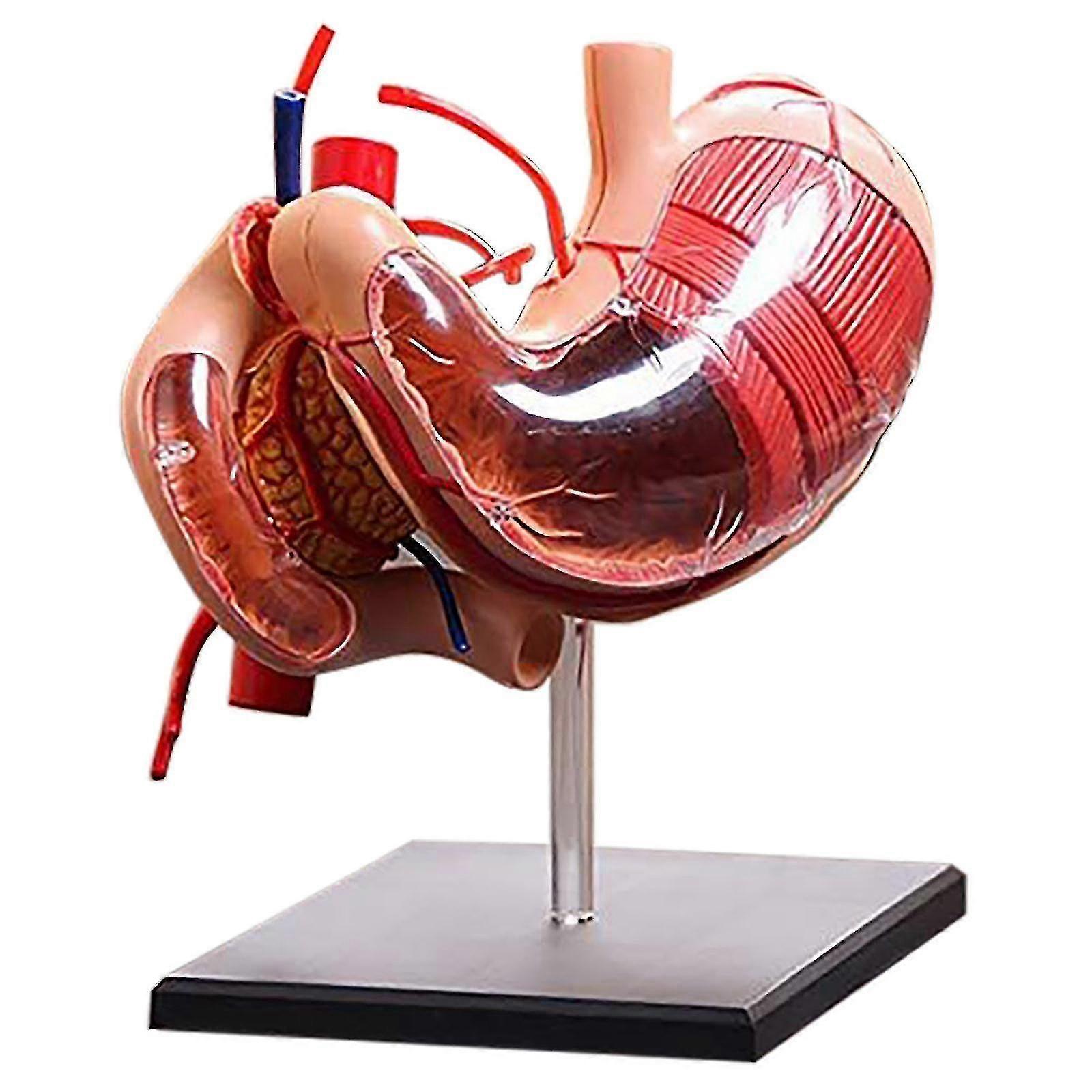 Anatomický model žaludku Anatomický model člověka Vícebarevný