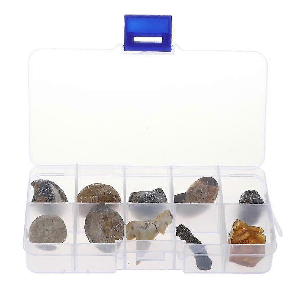 Pack of 10 Biology Specimens Science Teaching Aids - 10 Piece of Fossils
