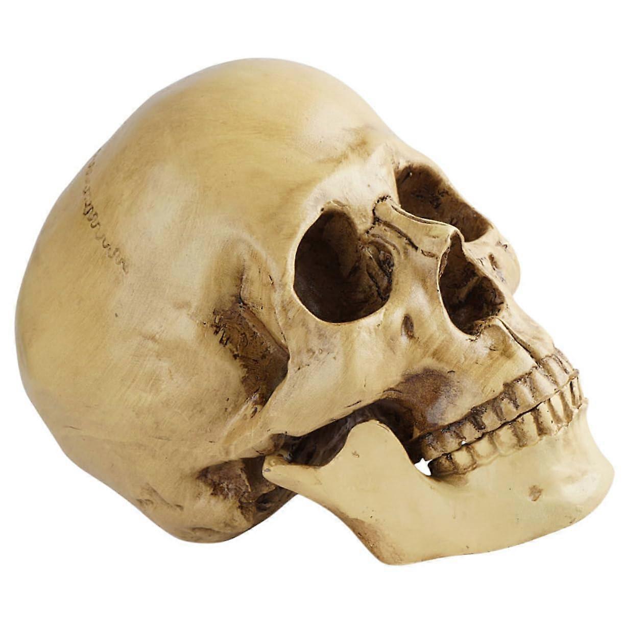 Medical Skull Model Made of Resin Realistic Skeleton for Halloween Decoration