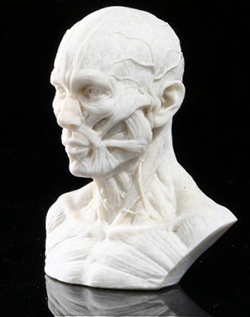 בובה מלאכת אנטומיה אנטומיה גולגולת ראש שלד-שריר אמן רפואי ציור ציור מחקר 1 פריט תמונה צבע שיז'י בוטיק