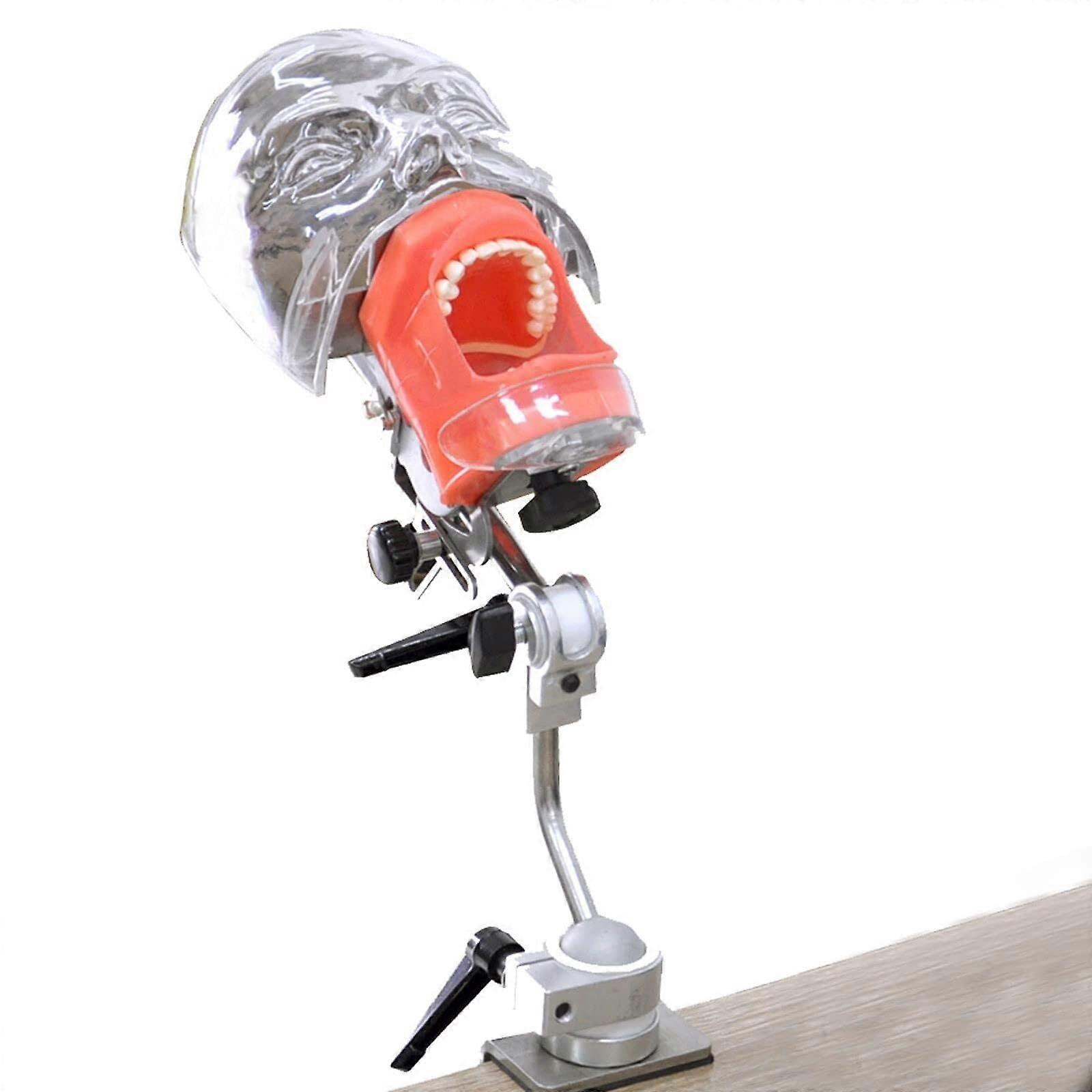 Dental Training Model with 360° Rotating Simulation Head, Removable Teeth and Face Modules