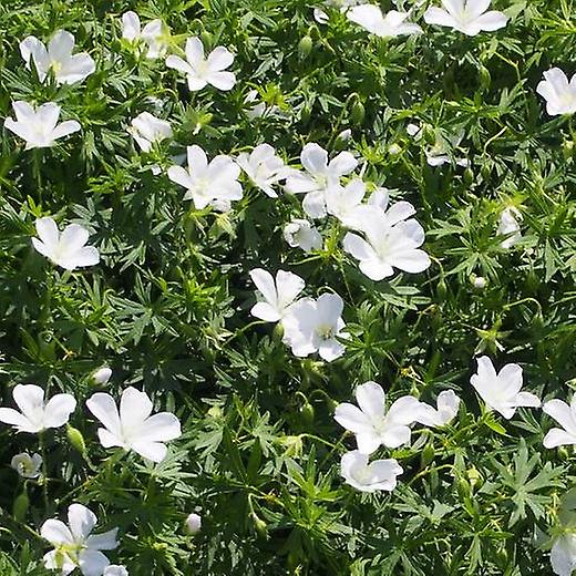Geranium Album. Jeřáb obecný.