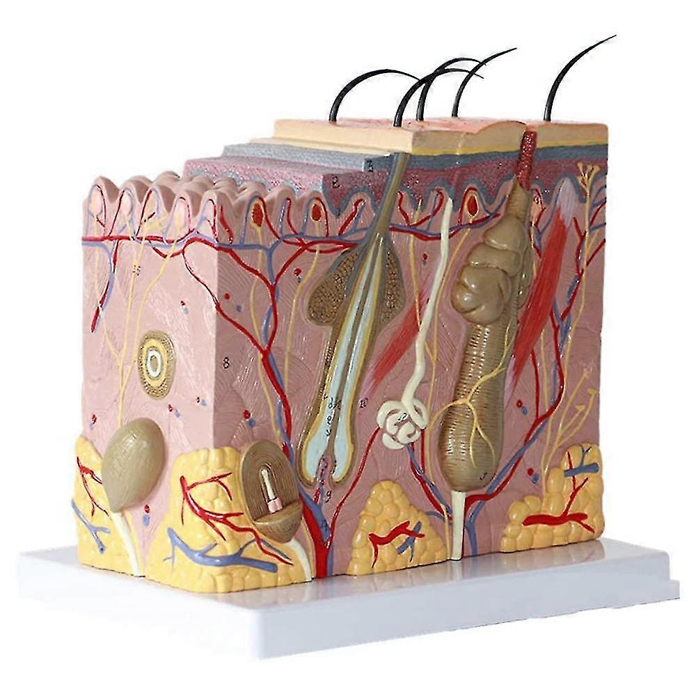 Skin Model 50X Enlarged Anatomical Skin Model Anatomy Three-Dimensional Skin Model for Classroom Study Display Teaching