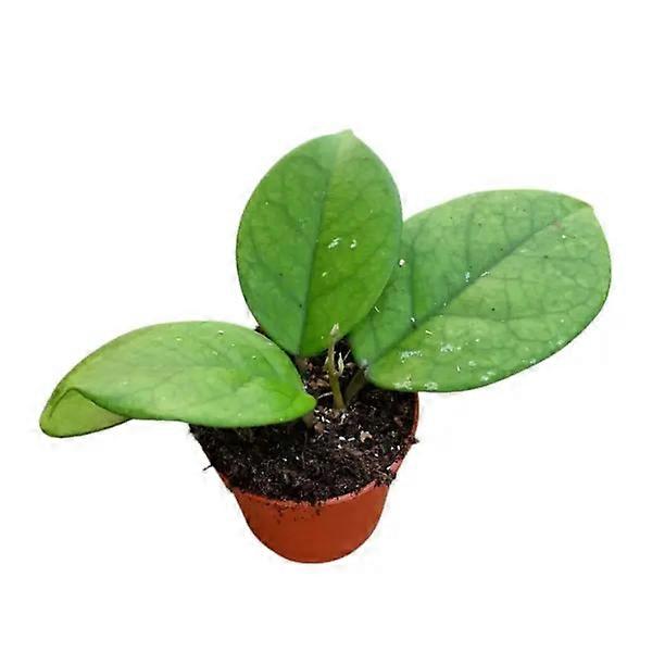 Hoya fungii Ø7cm