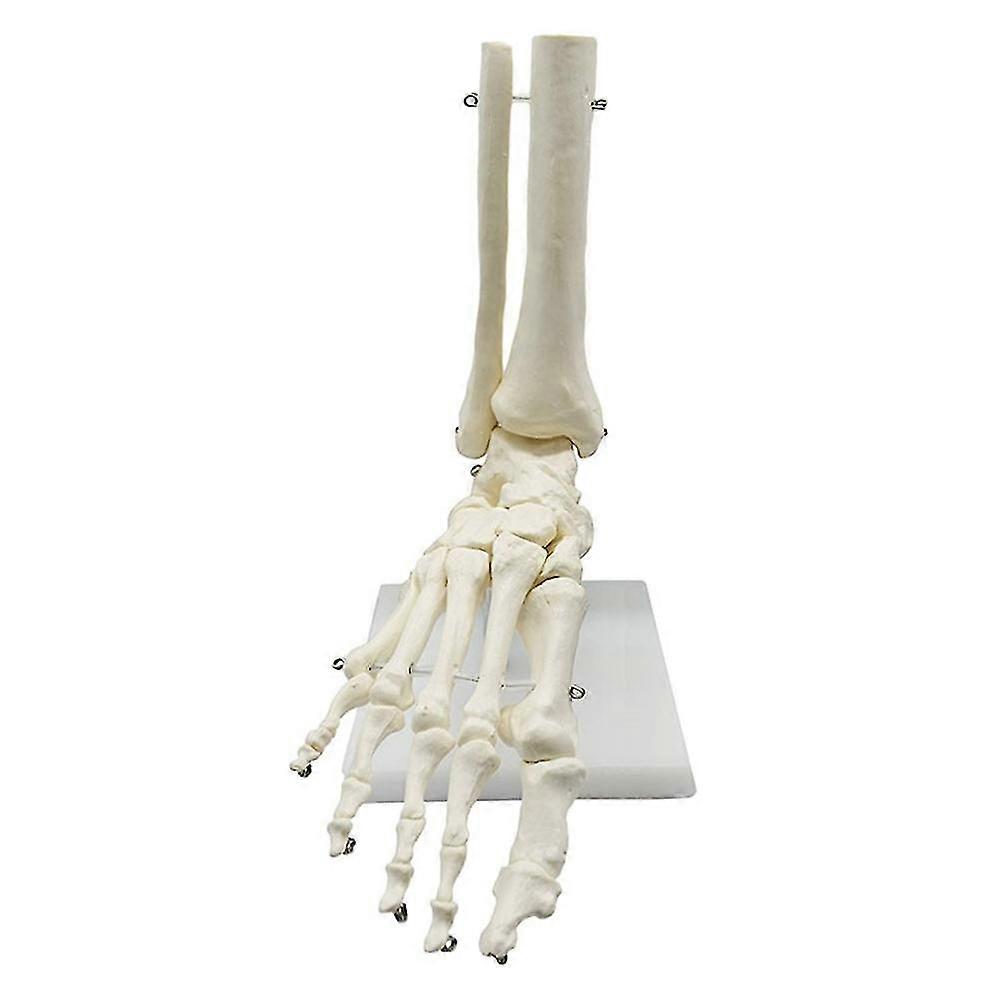 1:1 Human Skeleton Foot Anatomy Model Foot and Ankle with Anatomical Model Anatomy Teaching Resourc