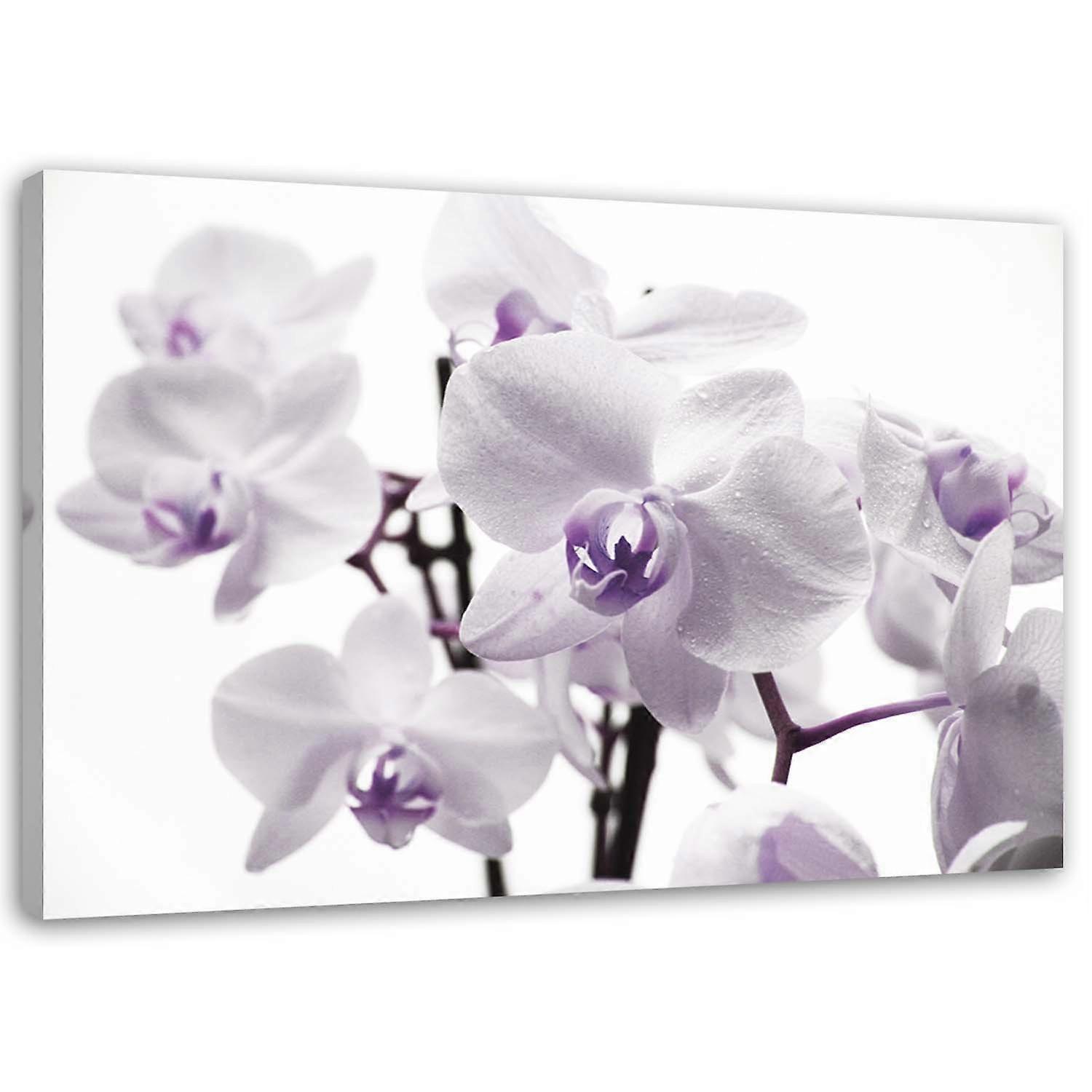 Impression sur toile, Orchidée blanche violette - 100x70