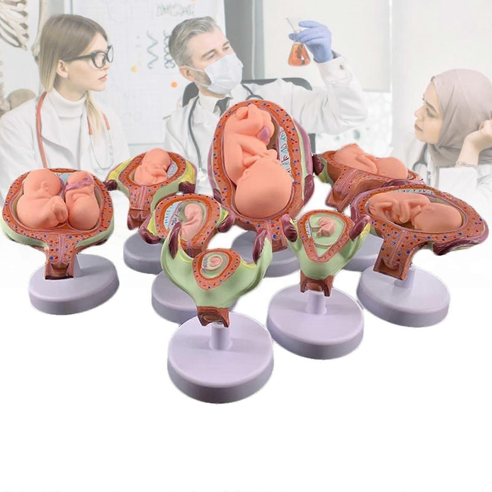 Fetal Development Model Set with 8 Sequential Gestation Stages and Realistic Anatomical Detail