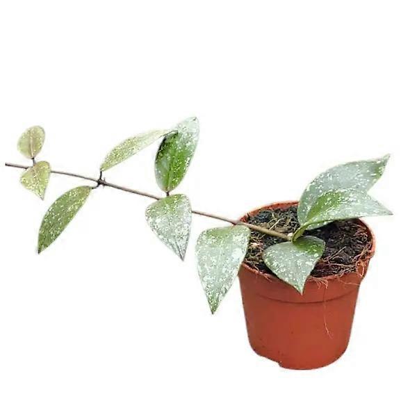 Hoya nabawanensis 'Splash' Ø7cm