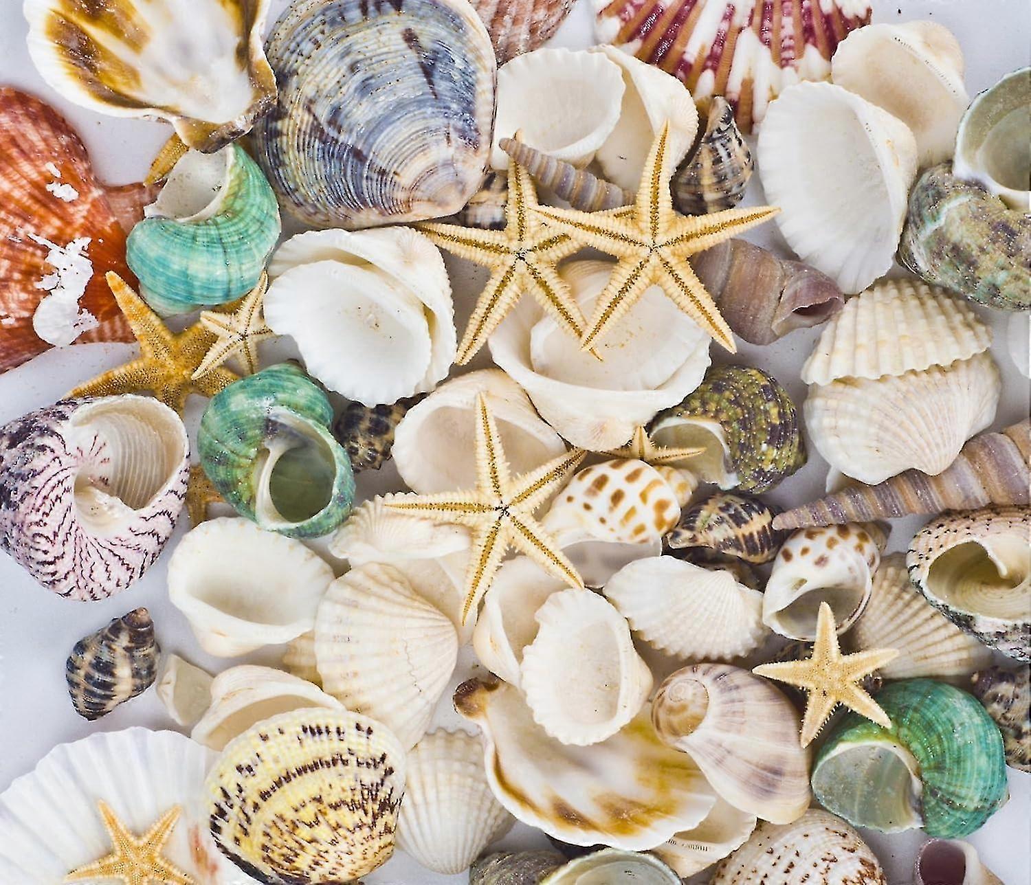 Sea Shells Mixed Beach Seashells Starfish - Party Decorations (70+ Pcs)