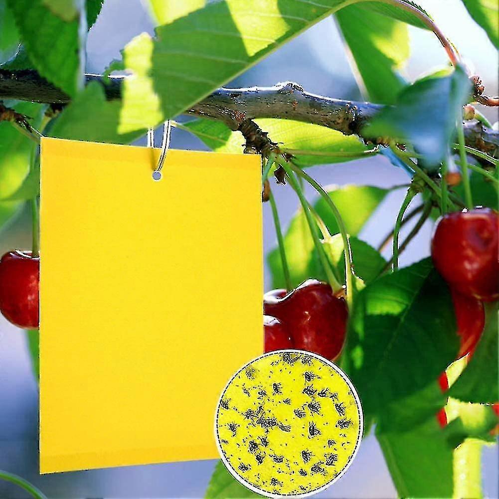 100 Pieces Yellow Double Sided Fly Trap for Greenhouse