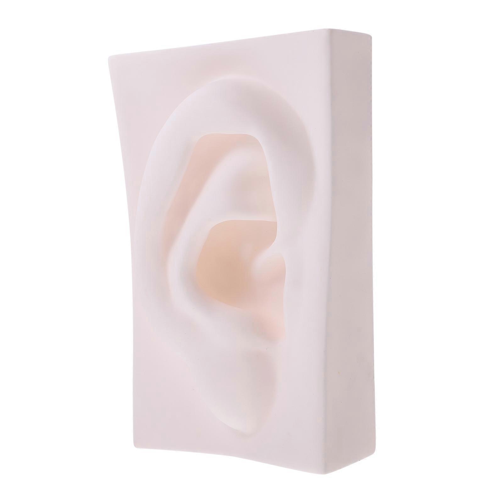 1Pc Sketch Art Model with Vivid Sense and Organ Design Sketch Ornament Statue