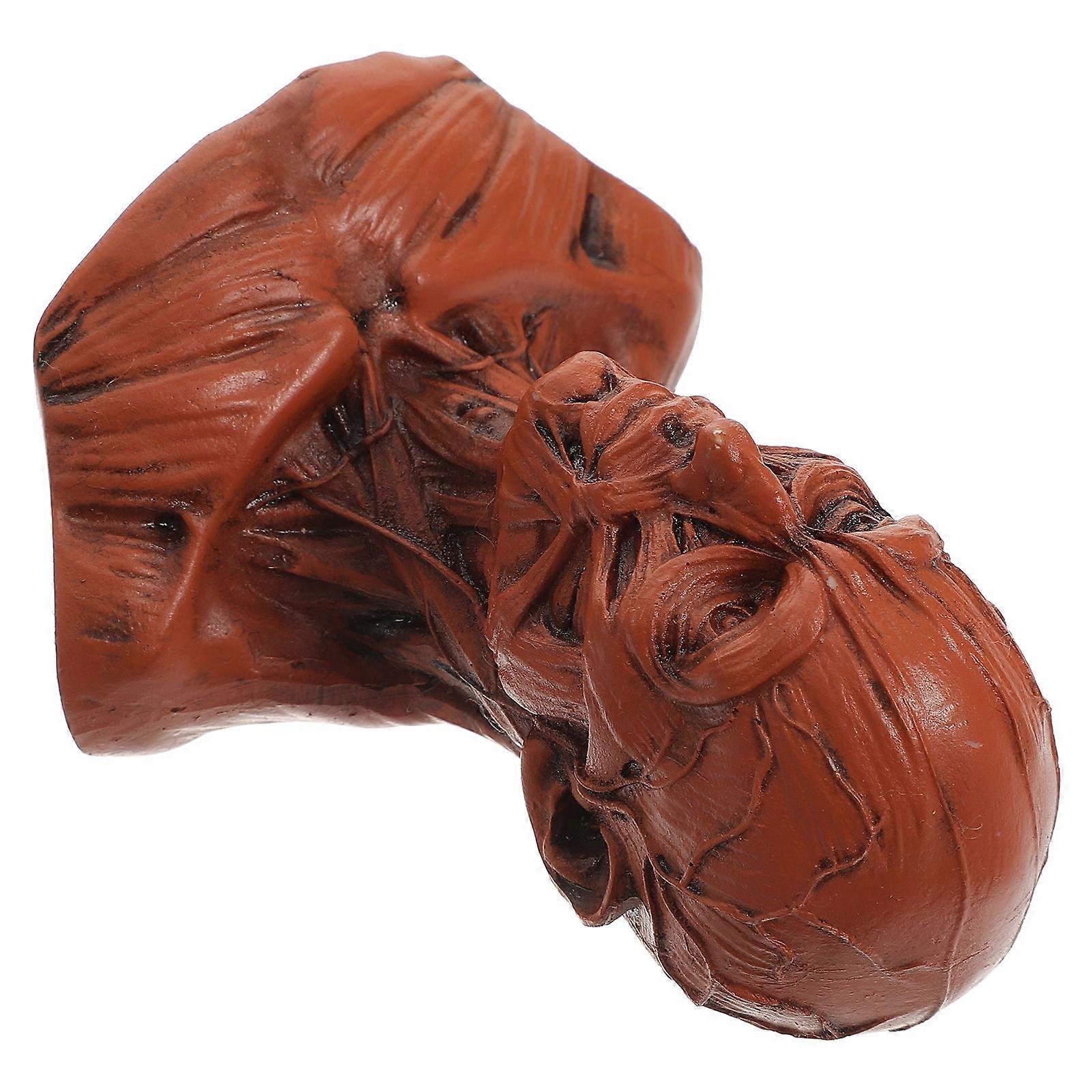 Drawing Model Human Skull Head Muscle Statue for Sketching 4Pcs Resin Figurines