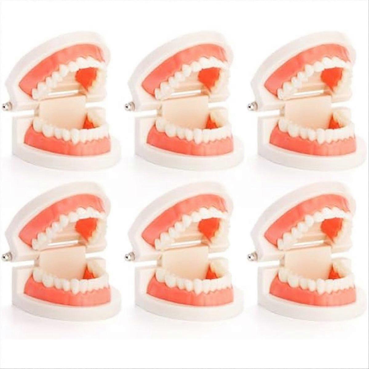 Dental Teeth Model, Dental Demonstration Model for Dentist, Teaching