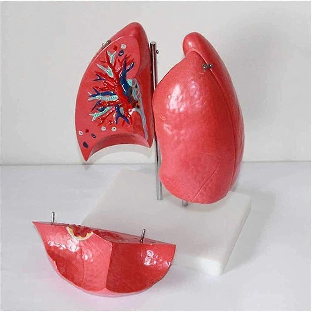 Human Body Anatomy Model with ColorCoded Lungs for Medical Teaching and Classroom Training