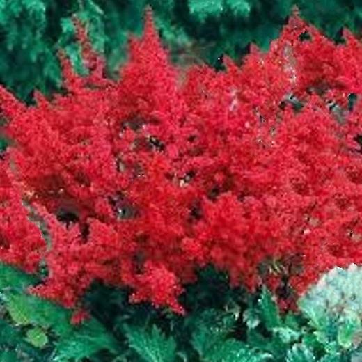 Astilbe Fanal. Väärä Spiraea.
