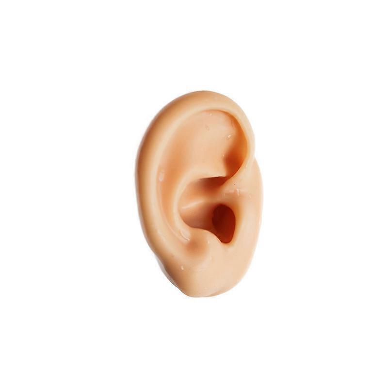 Silicone Simulation Human Ear Ear Model Medical Teaching Display Props