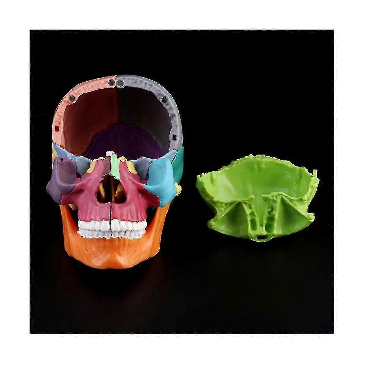 15pcs/set Model Disassembled Color Anatomical Model Detachable Teaching Tool