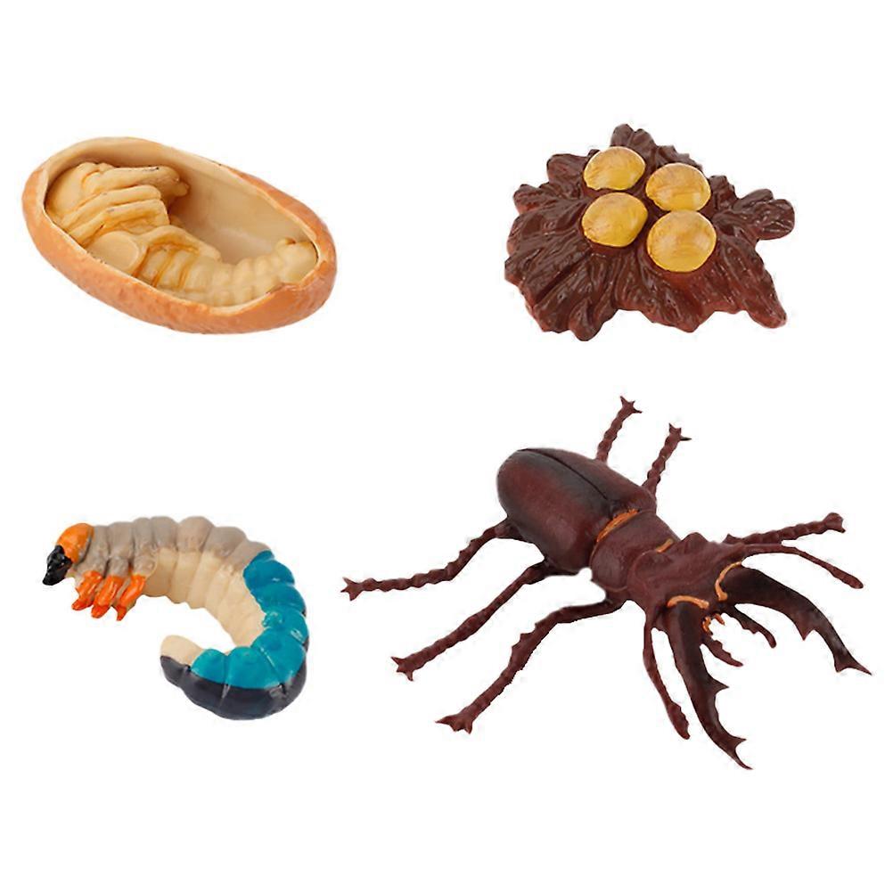 Insect Growth Cycle Model Simulation Display Models for Kids 4Pcs Set