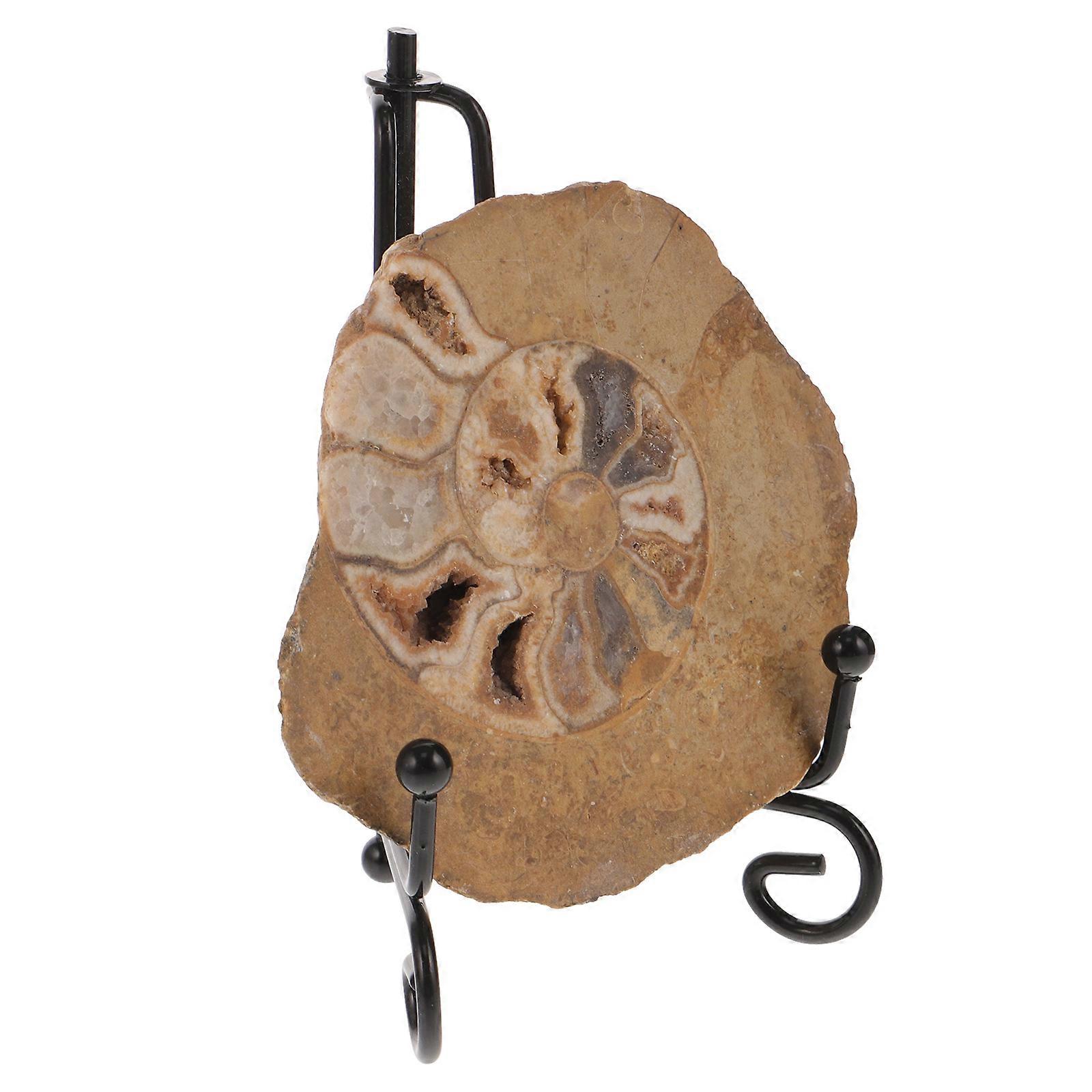 Vibrant Ammonite Specimen with Stand Geological Teaching Tool & Unique Table Ornament for Collection, Learning, and Display