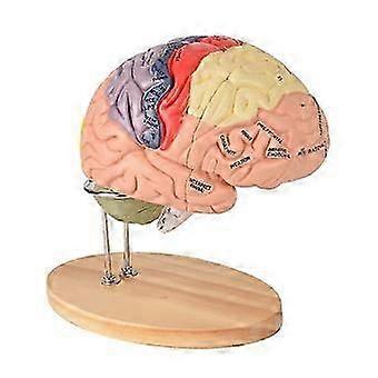 Human Brain Model for Neuroscience, Brain Anatomy Model, Brain Model with Study Guide, Brain Functional Partitioning