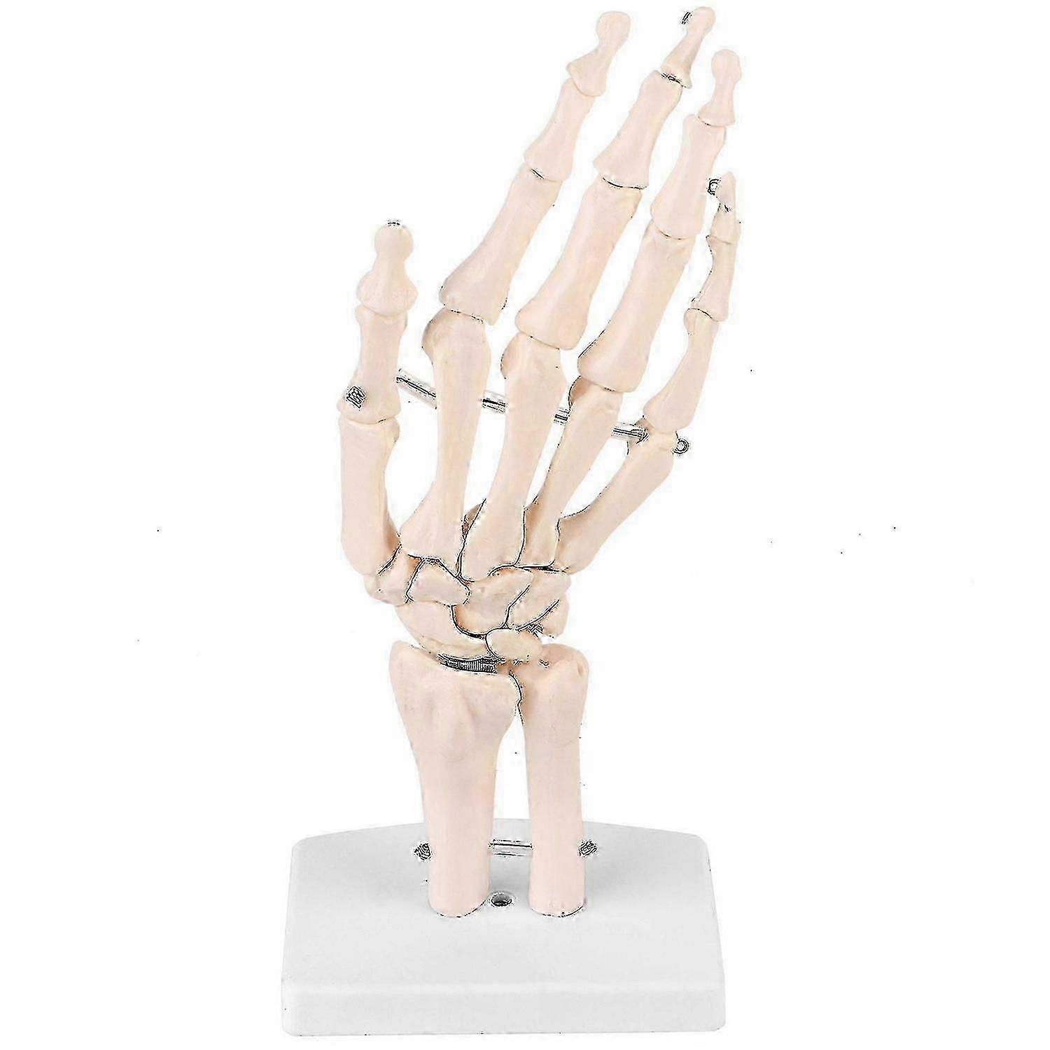 Premium Hand Joint Model