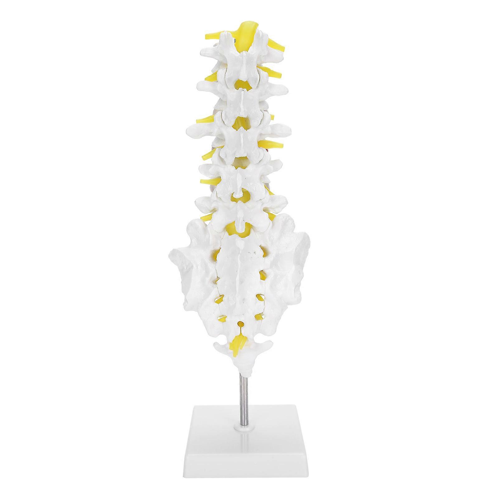Human Lumbar Vertebral Model School Educational Teaching Model Tool Spine Model