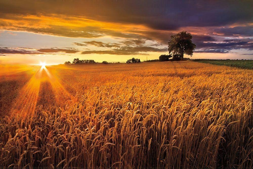 Sunlight On the Wheat Fields Poster
