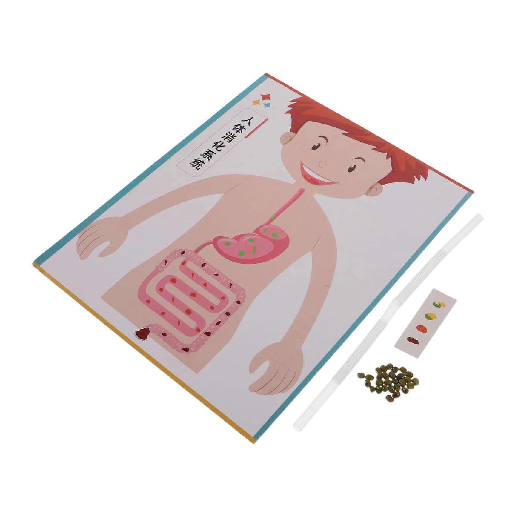 4 Sets Digestive System Model Kit for Classroom Learning DIY Human Anatomy Educational Craft