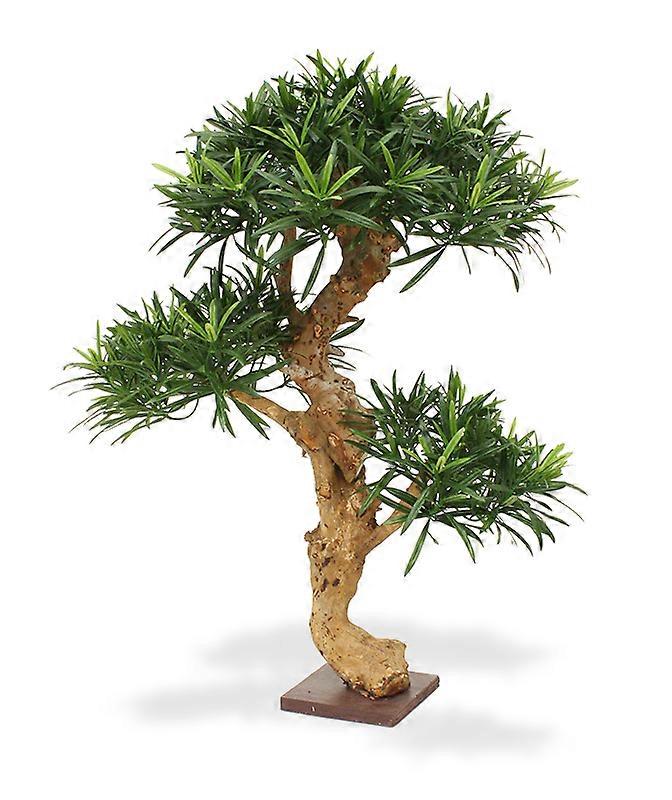 Podocarpus Bonsai tree (65 cm)